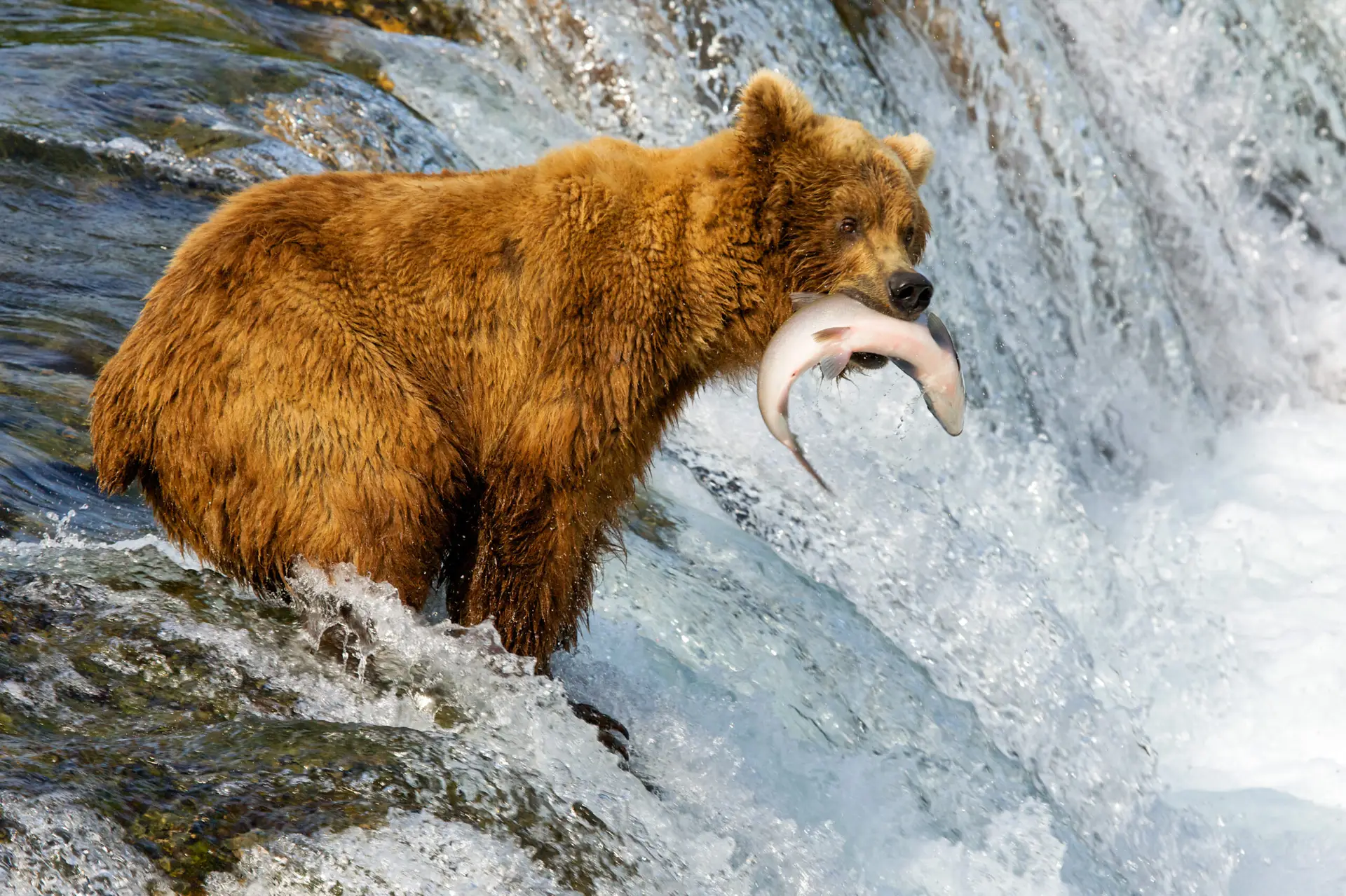 Bear with Salmon Alaska