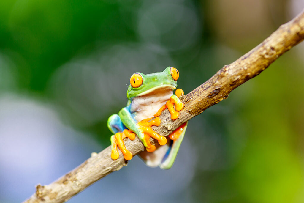 Red Eyed Tree Frog