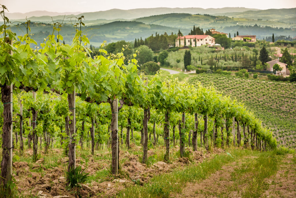 Field of vines in the countryside of Tuscany