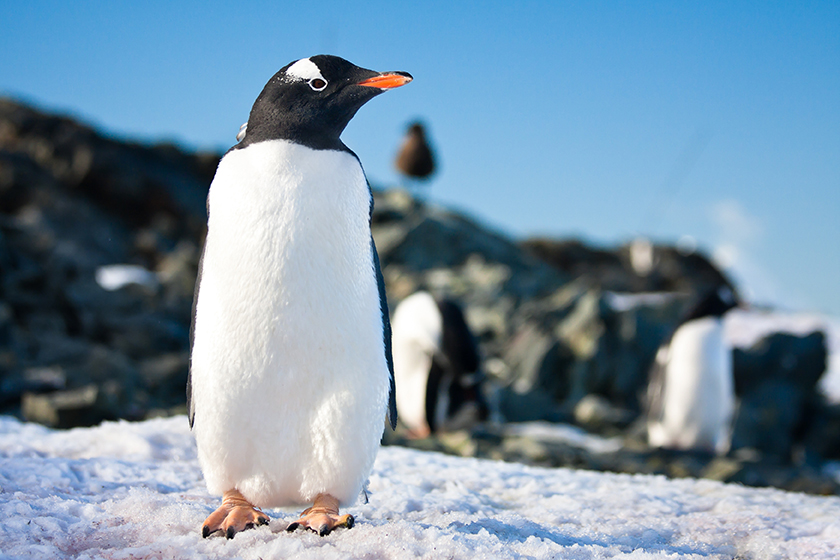 Penguin in Antarctica