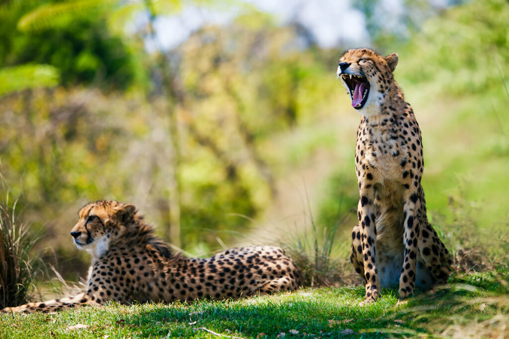 Two African cheetahs relaxing in the grass
