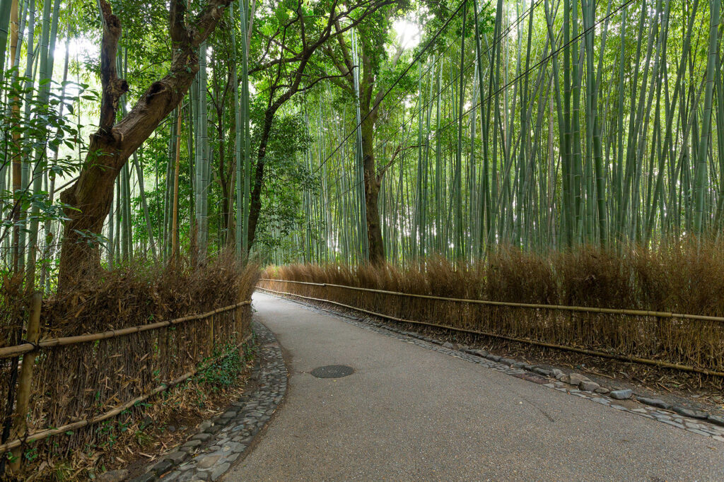 Bamboo forest