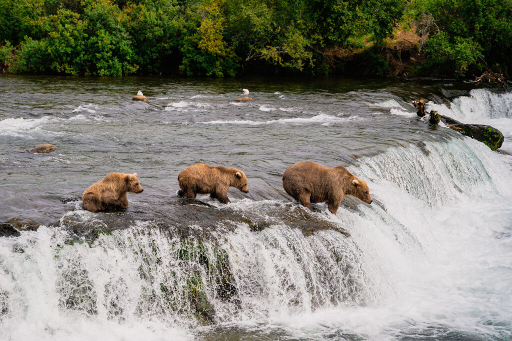 Bears fishing in a river in Katmai National Park and Preserve